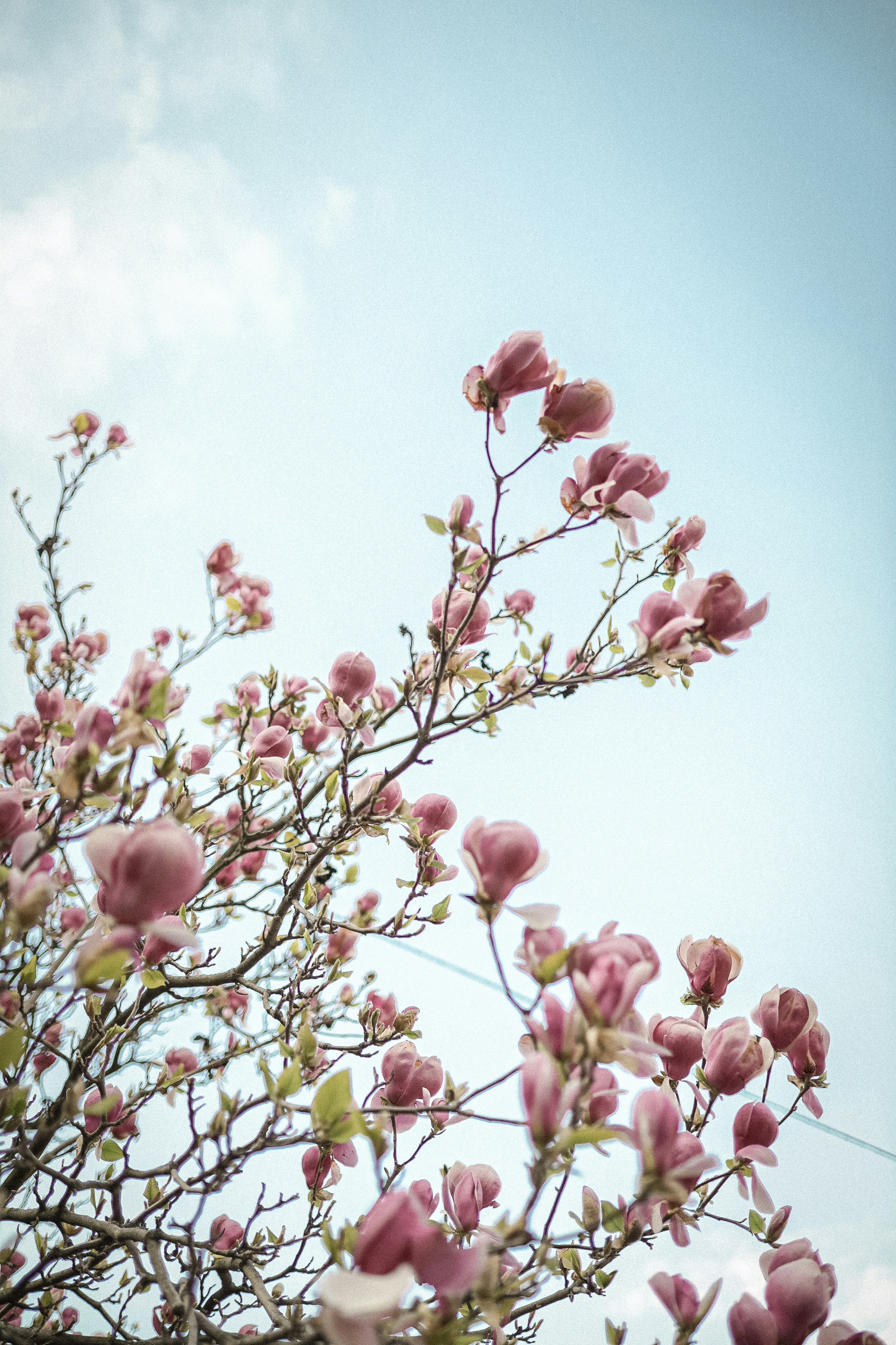 Magnolia Tree